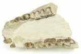 Fossil Oreodont (Leptauchenia) Partial Mandible - South Dakota #269939-2